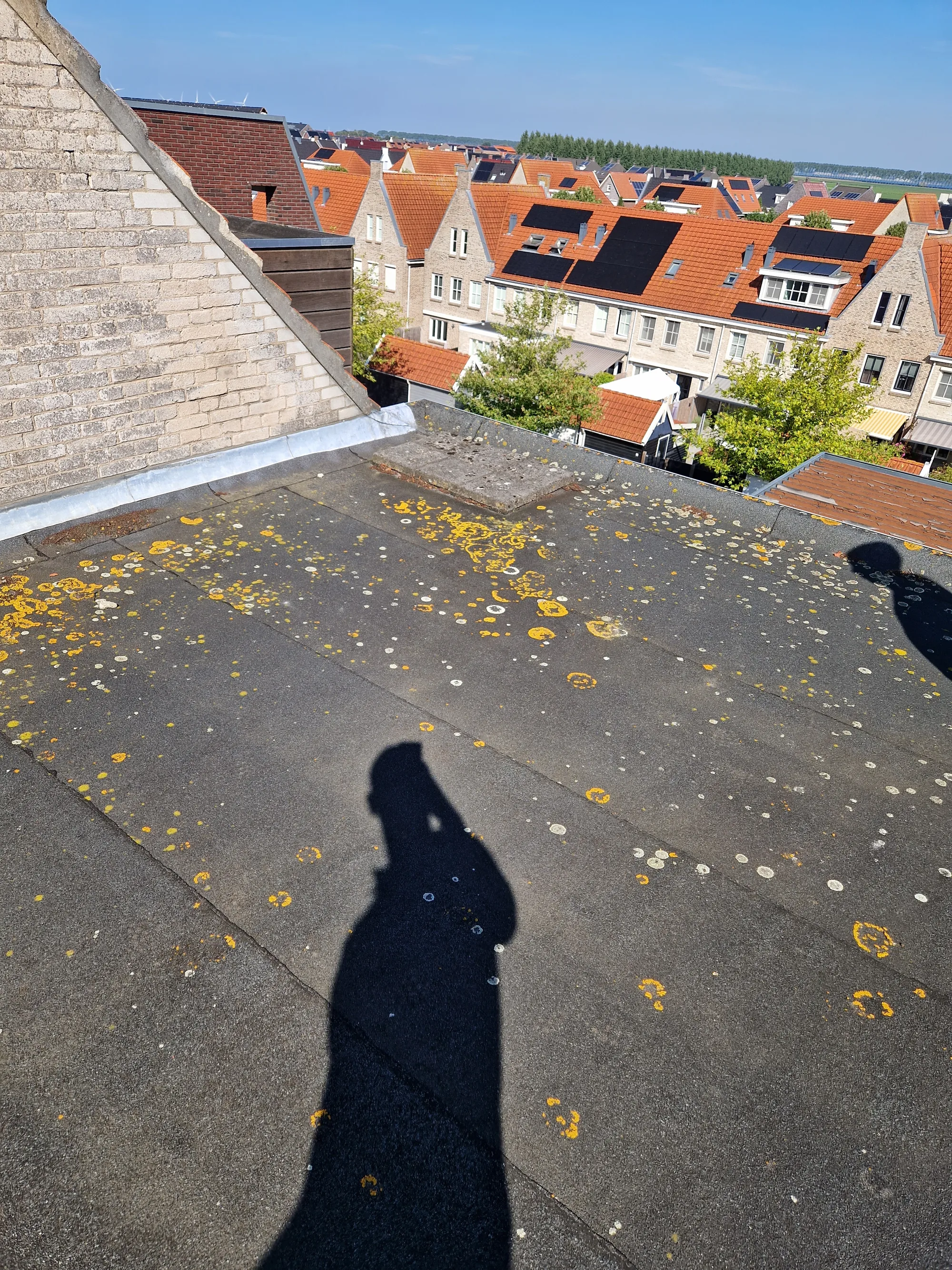 Biologische aangroei en korstmossen op een verouderd bitumen dak
